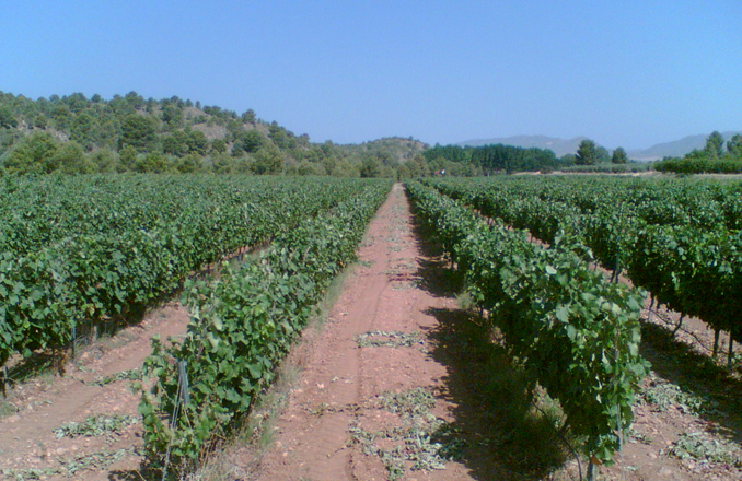  El mildiu alerta a muchos viticultores de la región