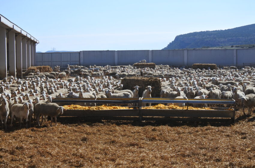  Un total de 1.277 ganaderos de Ciudad Real han recibido cerca de 5,6 millones de euros de las ayudas acopladas de ovino de la PAC