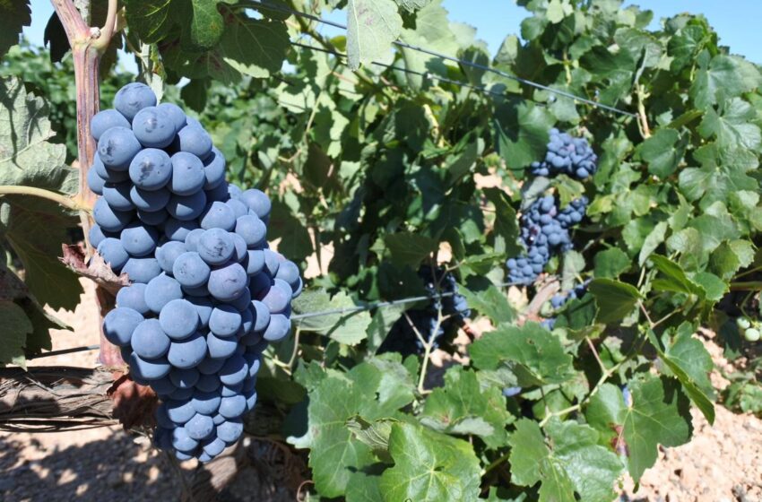  El Gobierno de Castilla-La Mancha abona más de 2,1 millones de euros en ayudas a 211 viticultores de la provincia de Ciudad Real