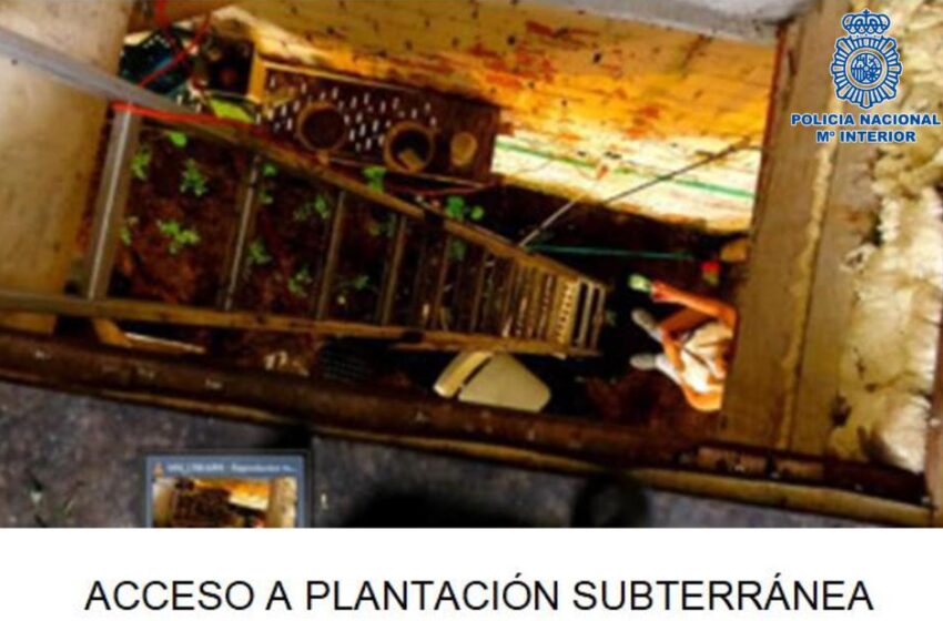  La Policía Nacional desmantela tres cultivos indoor de cannabis en la provincia de Ciudad Real