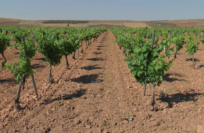  ASAJA Ciudad Real traslada un mensaje de tranquilidad a los viticultores de la DO Valdepeñas