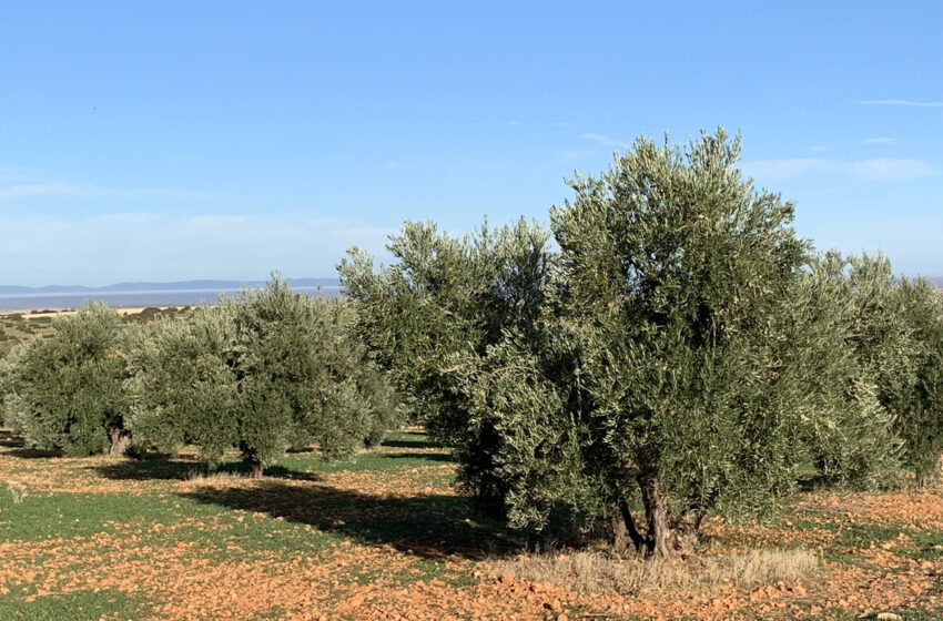  El Gobierno de Castilla-La Mancha expone a los agricultores del Campo de Montiel los avances para poner en marcha el regadío de Montizón