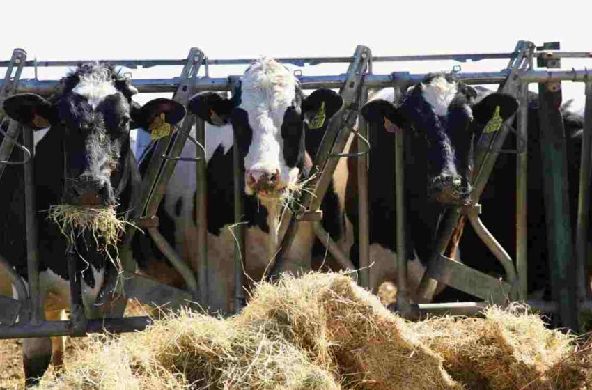  Los ganaderos en ecológico podrán recurrir al alimento convencional por la sequía