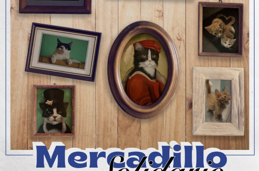  La Asociación Amor Gatuno de Valdepeñas organiza un Mercadillo Solidario