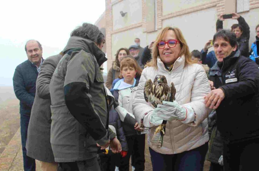  El Gobierno de Castilla-La Mancha libera un ejemplar de busardo ratonero en el entorno de la ermita de San Isidro de Ballesteros de Calatrava