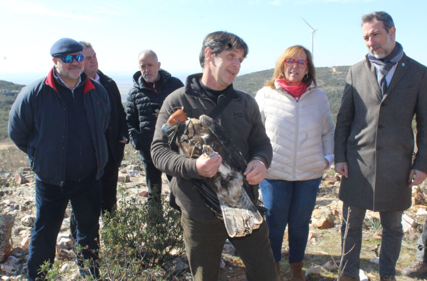  El Gobierno de CLM libera en San Carlos del Valle a un Águila imperial ibérica recuperada en el Centro ‘El Chaparillo’ de Ciudad Real