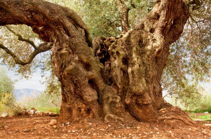  AEMO desarrollará el proyecto Oleoturismo en España para promover las rutas del aceite y la aceituna en varias provincias.