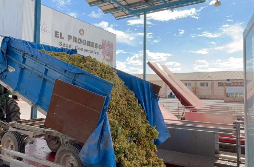  Cooperativa El Progreso adelanta la recogida de la uva Airén y sacará este año un “Ojos del Guadiana Sauvignon Blanc”
