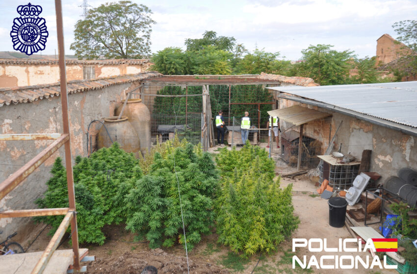 La Policía Nacional desmantela una plantación de marihuana en Valdepeñas y detiene a una persona