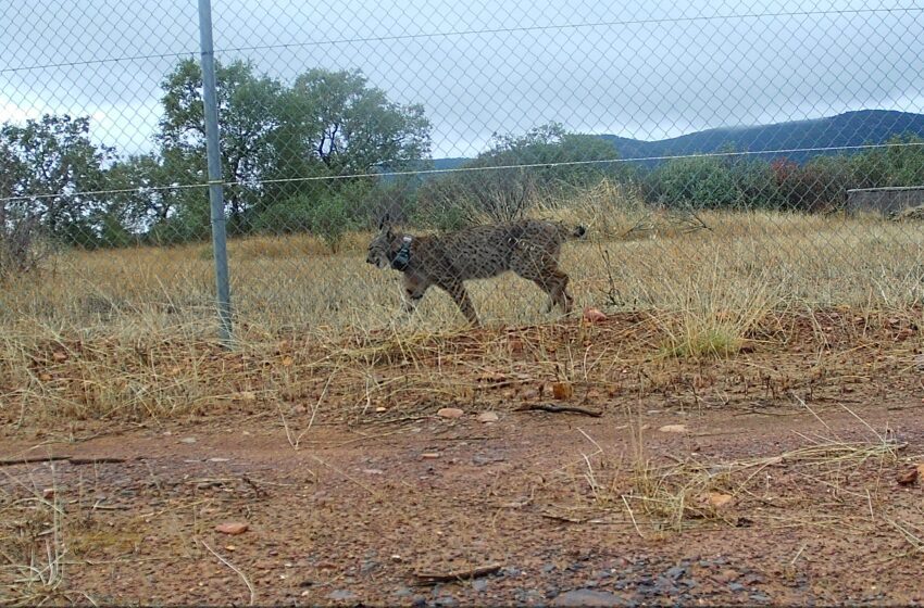  Liberación de un nuevo ejemplar de lince ibérico en el Parque Nacional de Cabañeros