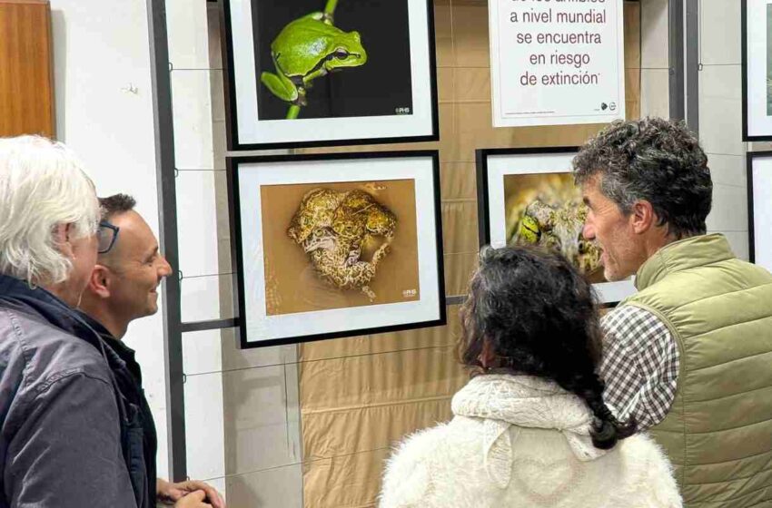  El Museo de Ciencias Naturales AVAN de Viso del Marqués abrió la interesante muestra itinerante “Anfibios”, que puede visitarse hasta el 3 de enero