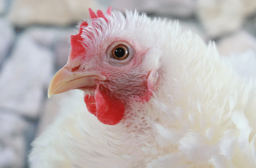  La Consejería de Agricultura establece medidas de control y prevención en coordinación con la Consejería de Sanidad y el Ministerio tras la detección de un foco de Influenza Aviar