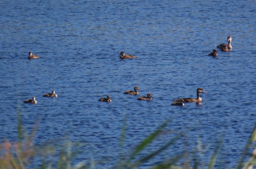  El Gobierno regional destaca que la mejora de la situación hídrica del Parque Nacional de Las Tablas provoca un récord histórico de su censo de aves acuáticas