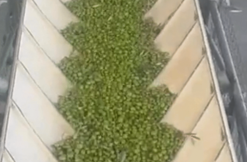  COLIVAL da la bienvenida al nuevo aceite de la Campaña 2026