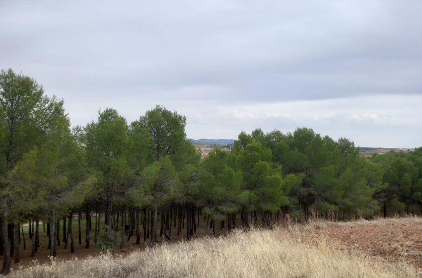  Medio Ambiente concluye los tratamientos preventivos contra la procesionaria del pino
