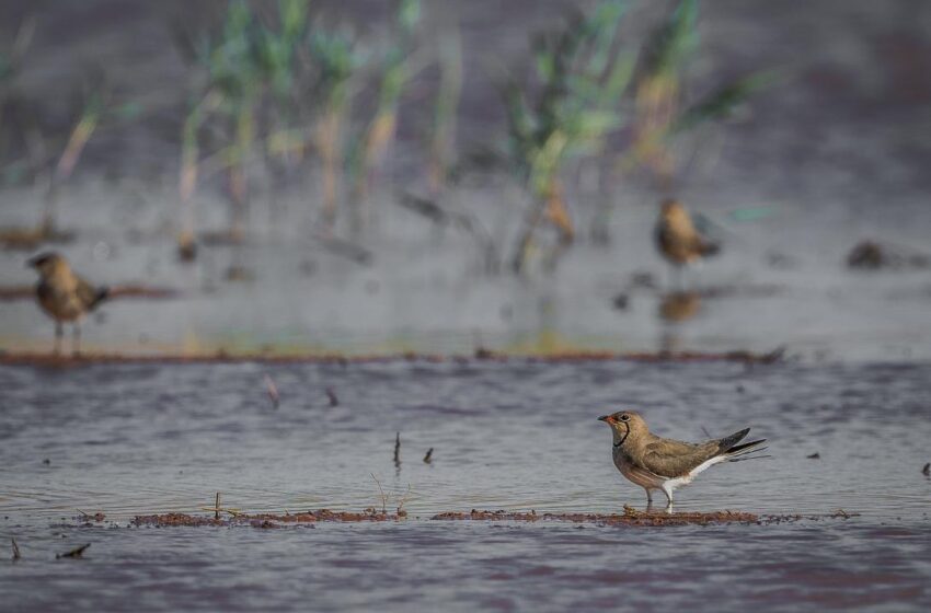 El Gobierno regional celebra el ‘Día Mundial de los Humedales 2026’ con rutas interpretadas, actividades de sensibilización y un concurso fotográfico