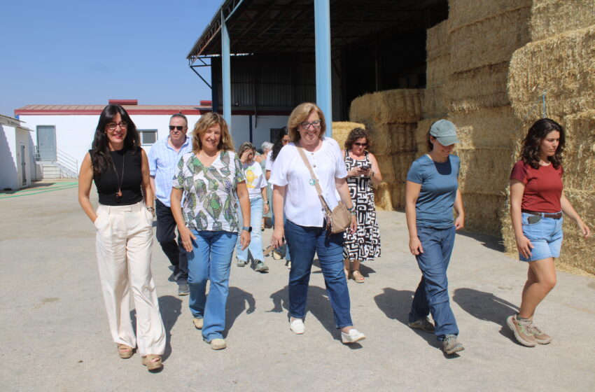  El Gobierno regional destina medio millón de euros a proyectos innovadores en ovino manchego